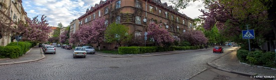 Sakura blossom in Uzhgorod, Ukraine, photo 22