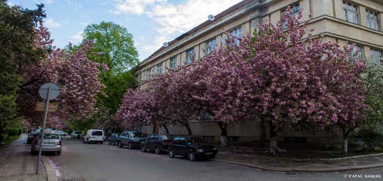 Sakura blossom in Uzhgorod, Ukraine, photo 23