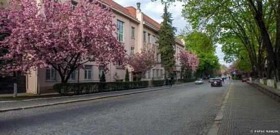 Sakura blossom in Uzhgorod, Ukraine, photo 24