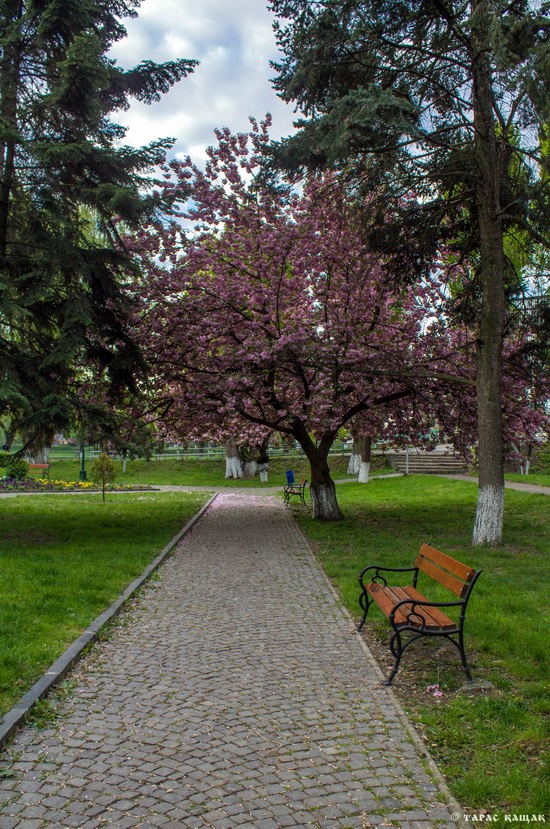 Sakura blossom in Uzhgorod, Ukraine, photo 3