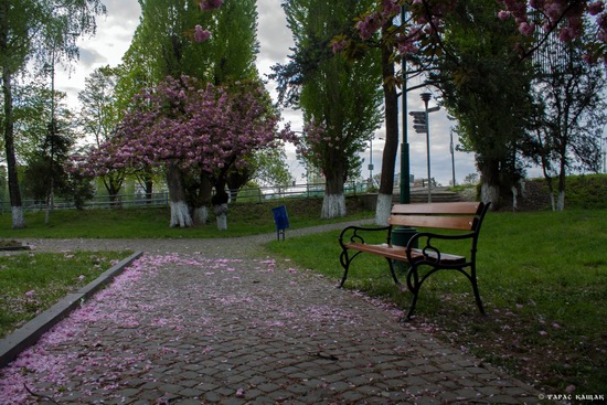 Sakura blossom in Uzhgorod, Ukraine, photo 4