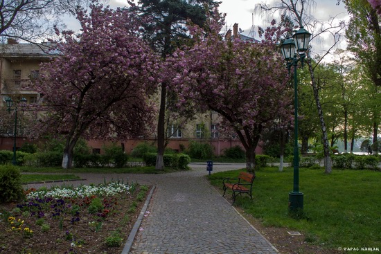 Sakura blossom in Uzhgorod, Ukraine, photo 5