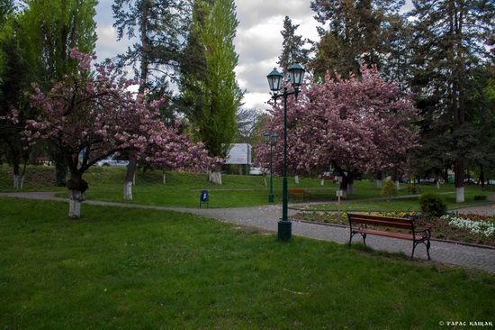 Sakura blossom in Uzhgorod, Ukraine, photo 6