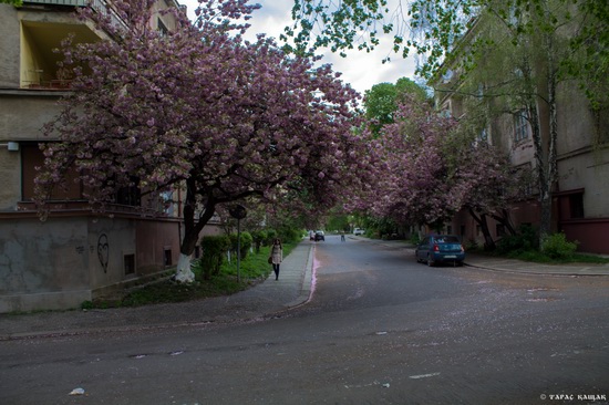 Sakura blossom in Uzhgorod, Ukraine, photo 7