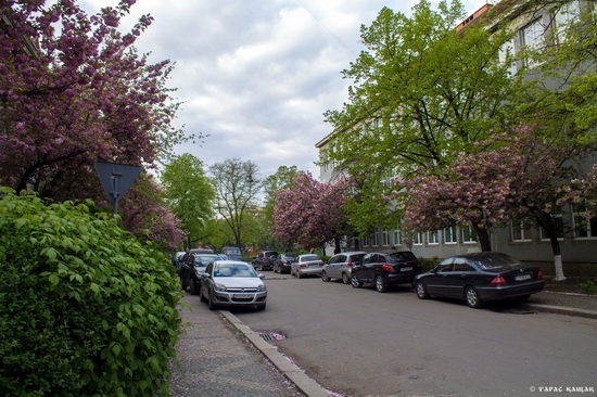 Sakura blossom in Uzhgorod, Ukraine, photo 8