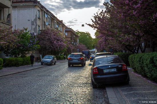 Sakura blossom in Uzhgorod, Ukraine, photo 9