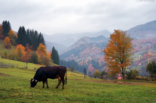 All colors of autumn in the Ukrainian Carpathians, photo 1