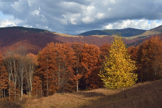 All colors of autumn in the Ukrainian Carpathians, photo 19