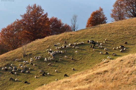 All colors of autumn in the Ukrainian Carpathians, photo 20