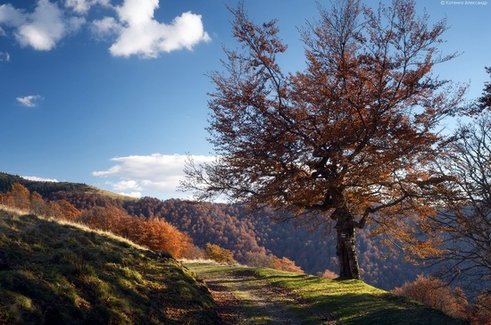 All colors of autumn in the Ukrainian Carpathians, photo 6