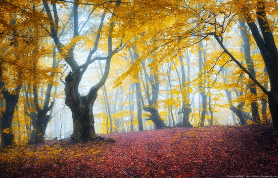 Fairy-tale forest on Demerdzhi in the Crimea, photo 1