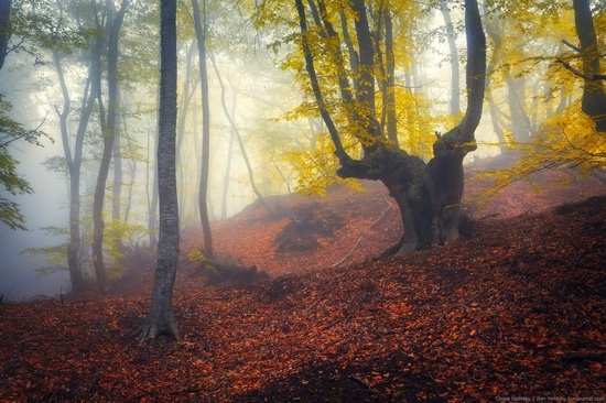 Fairy-tale forest on Demerdzhi in the Crimea, photo 2