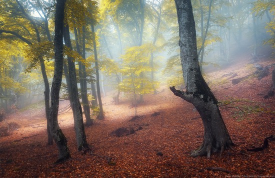 Fairy-tale forest on Demerdzhi in the Crimea, photo 3