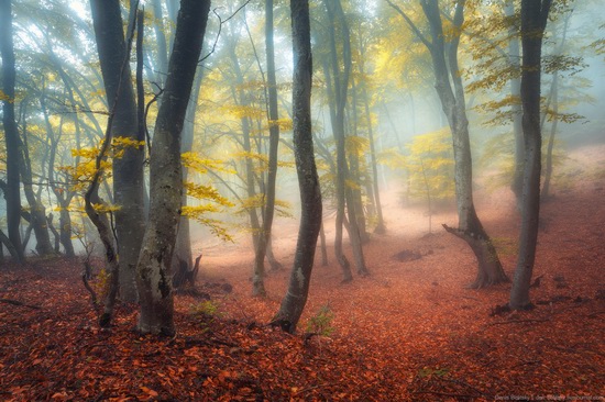 Fairy-tale forest on Demerdzhi in the Crimea, photo 4