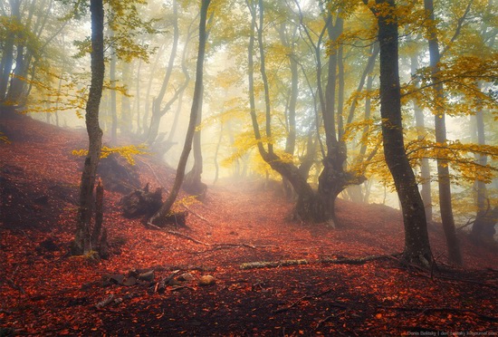 Fairy-tale forest on Demerdzhi in the Crimea, photo 5