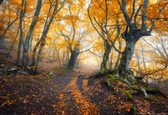 Fairy-tale forest on Demerdzhi in the Crimea, photo 6