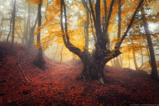 Fairy-tale forest on Demerdzhi in the Crimea, photo 7