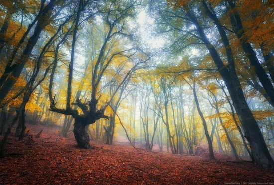 Fairy-tale forest on Demerdzhi in the Crimea, photo 8