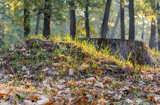 Golden Autumn in Alexandria Dendrological Park, Bila Tserkva, Ukraine, photo 17