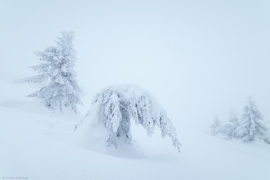 Winter fairytale of the Ukrainian Carpathians, photo 2