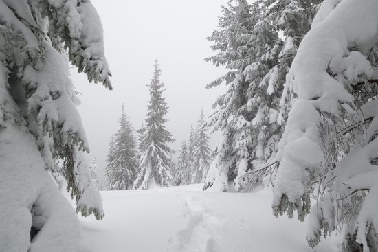 Winter fairytale of the Ukrainian Carpathians, photo 4