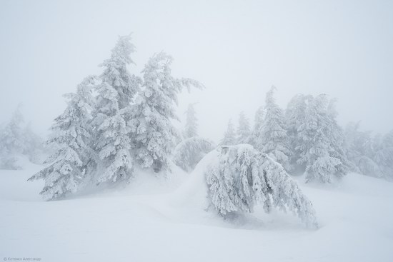 Winter fairytale of the Ukrainian Carpathians, photo 5