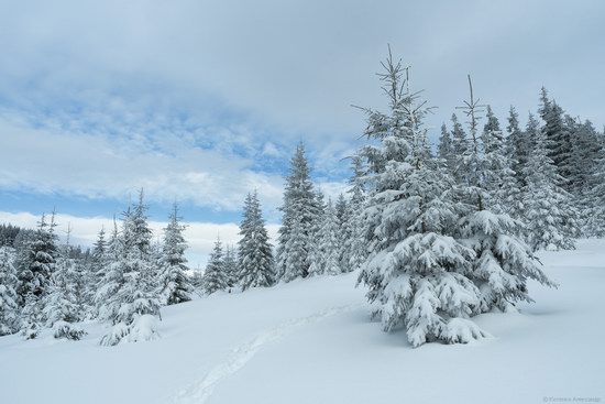 Winter fairytale of the Ukrainian Carpathians, photo 6