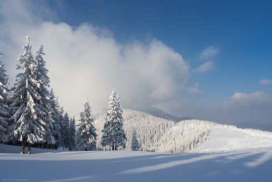 The mountain ranges of Gorgany in winter, Carpathians, Ukraine, photo 11