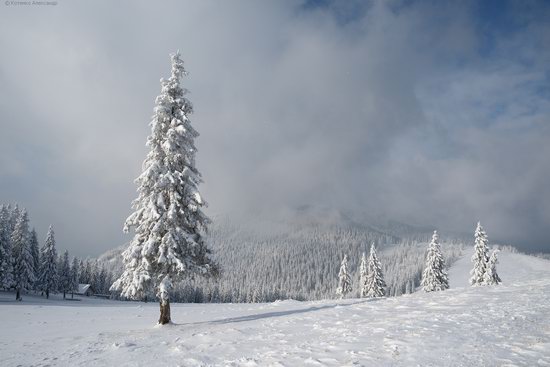 The mountain ranges of Gorgany in winter, Carpathians, Ukraine, photo 12