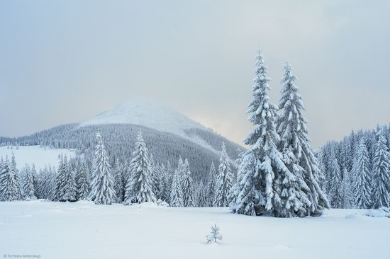 The mountain ranges of Gorgany in winter, Carpathians, Ukraine, photo 13