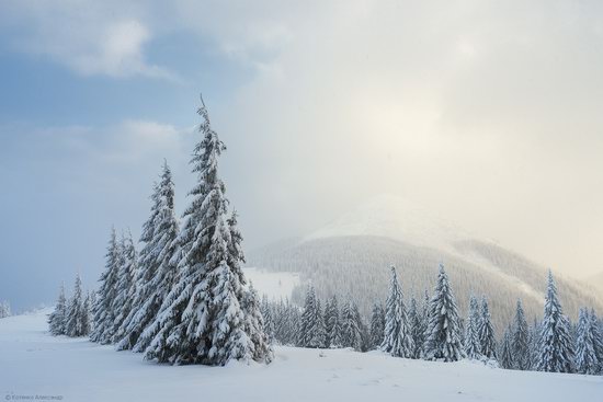 The mountain ranges of Gorgany in winter, Carpathians, Ukraine, photo 14