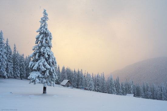 The mountain ranges of Gorgany in winter, Carpathians, Ukraine, photo 15