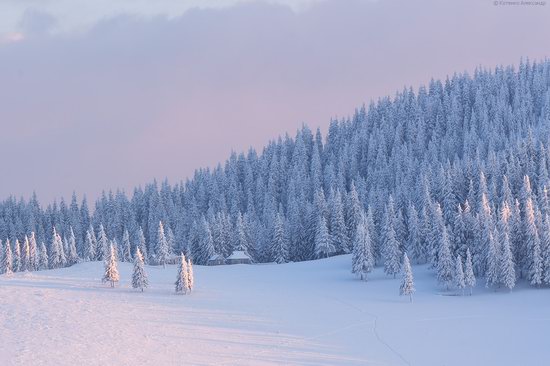 The mountain ranges of Gorgany in winter, Carpathians, Ukraine, photo 17