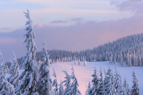 The mountain ranges of Gorgany in winter, Carpathians, Ukraine, photo 18