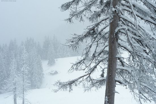 The mountain ranges of Gorgany in winter, Carpathians, Ukraine, photo 2