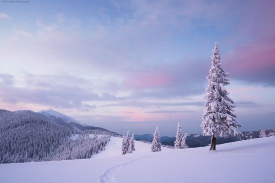 The mountain ranges of Gorgany in winter, Carpathians, Ukraine, photo 23