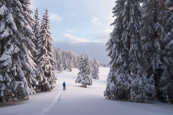 The mountain ranges of Gorgany in winter, Carpathians, Ukraine, photo 9