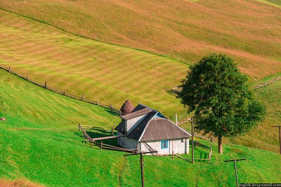 Yellow-green world of the Carpathians during haymaking, Ukraine, photo 1