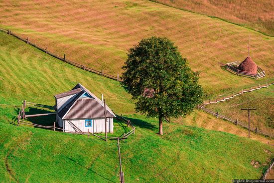 Yellow-green world of the Carpathians during haymaking, Ukraine, photo 10