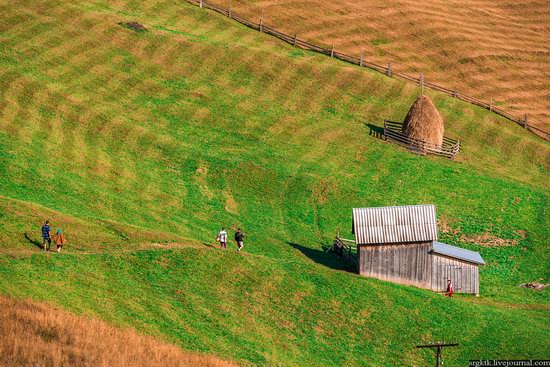 Yellow-green world of the Carpathians during haymaking, Ukraine, photo 11