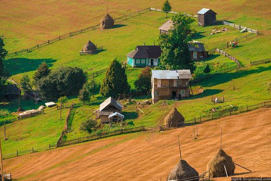 Yellow-green world of the Carpathians during haymaking · Ukraine travel ...