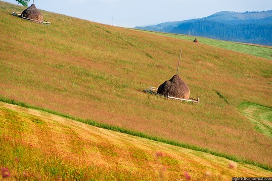 Yellow-green world of the Carpathians during haymaking, Ukraine, photo 14