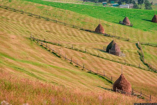 Yellow-green world of the Carpathians during haymaking, Ukraine, photo 16