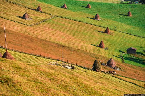 Yellow-green world of the Carpathians during haymaking, Ukraine, photo 17