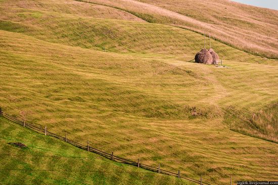 Yellow-green world of the Carpathians during haymaking, Ukraine, photo 2