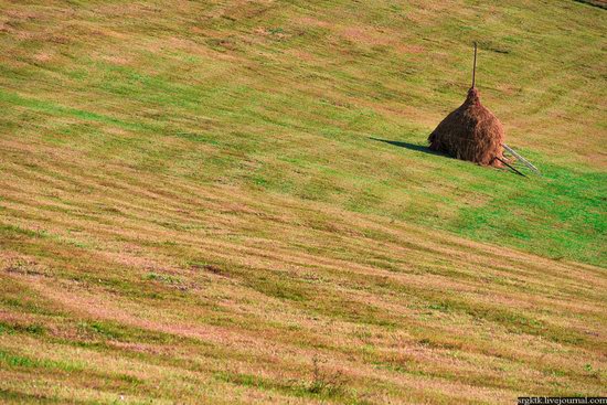 Yellow-green world of the Carpathians during haymaking, Ukraine, photo 3