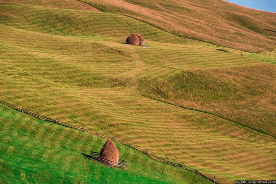 Yellow-green world of the Carpathians during haymaking, Ukraine, photo 4