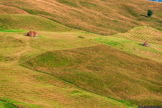 Yellow-green world of the Carpathians during haymaking, Ukraine, photo 5