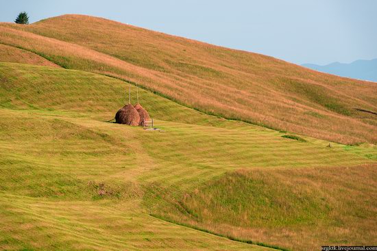 Yellow-green world of the Carpathians during haymaking, Ukraine, photo 6