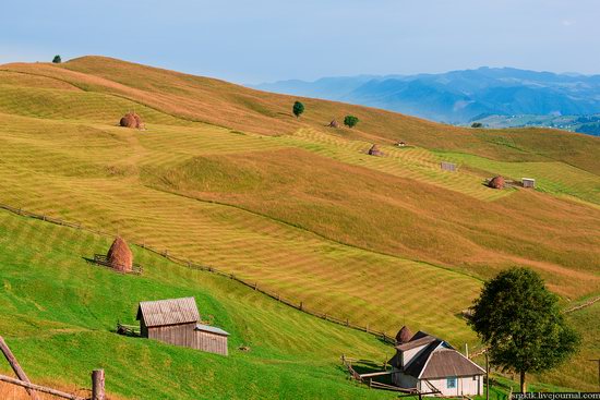 Yellow-green world of the Carpathians during haymaking, Ukraine, photo 7